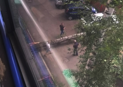 Огромная берёза упала на детскую площадку на улице Желябова
