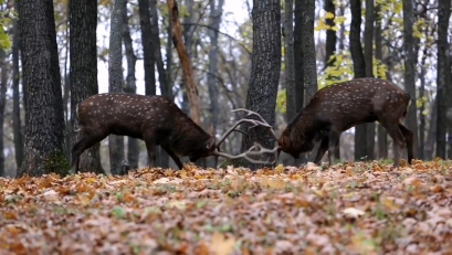 Бой двух оленей в природном парке в Липецкой области