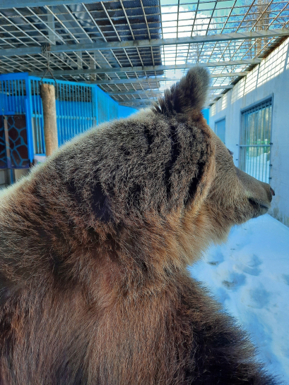 В зоопарке проснулась медведица Маша