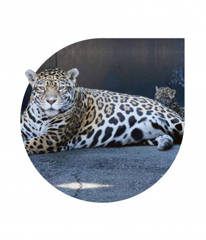 В «Липецком зоопарке» появился на свет пятнистый ягуар
