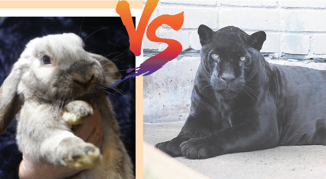  Кот VS кролик: о привычках и характерах символов наступающего 2023 года рассказали в зоопарке.