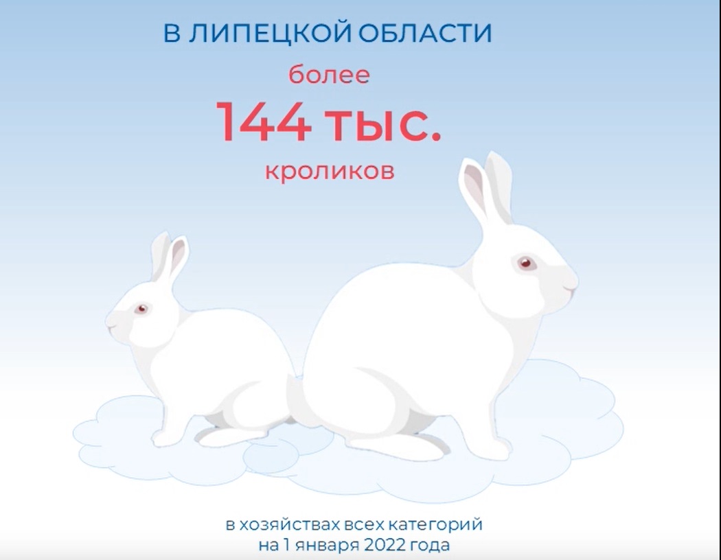 В регионе есть более 144 тысяч кроликов